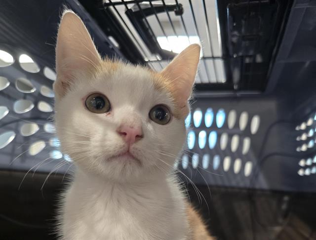  - Male - Domestic SH