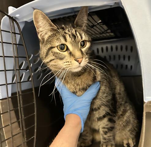  - Female - Domestic SH