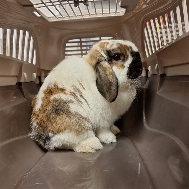  - Male - Holland Lop