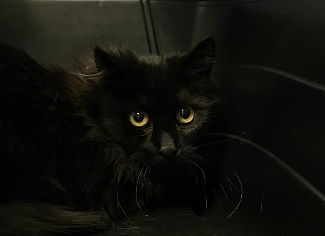  - Male - Domestic LH