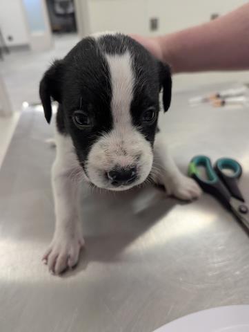  - Male - Nonspecific