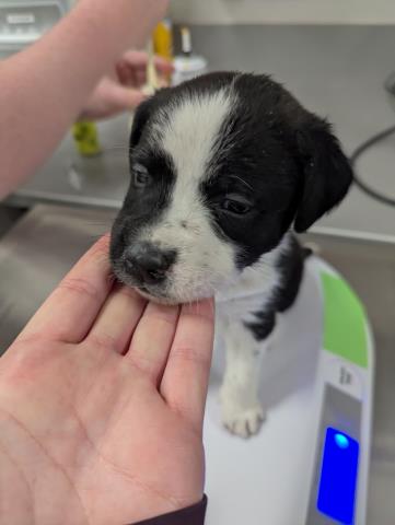  - Male - Nonspecific