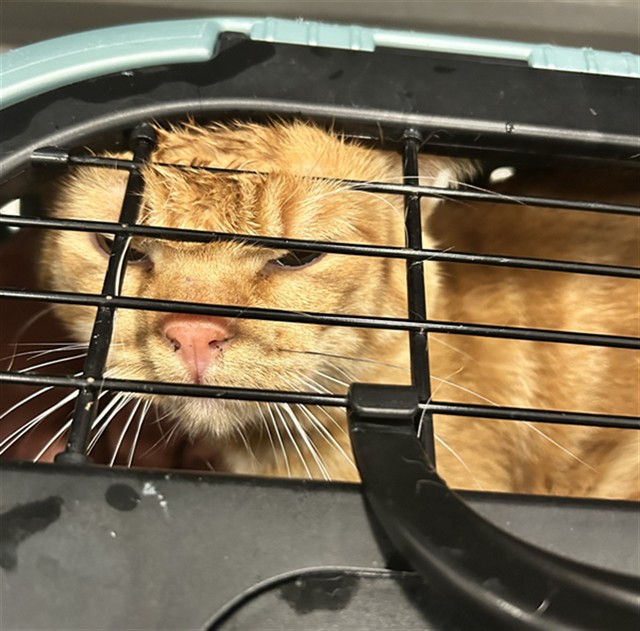 Juice - Male - Domestic SH