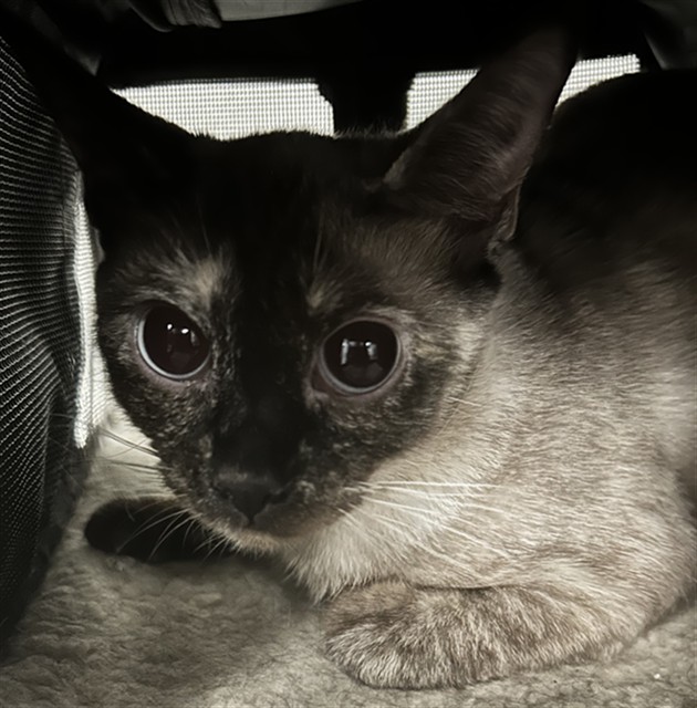 Catiliya - Female - Domestic SH