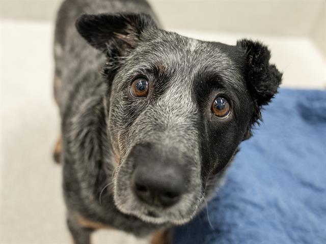 Pinch - Female - Australian Cattle Dog