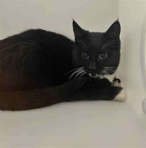  - Unknown - Domestic SH