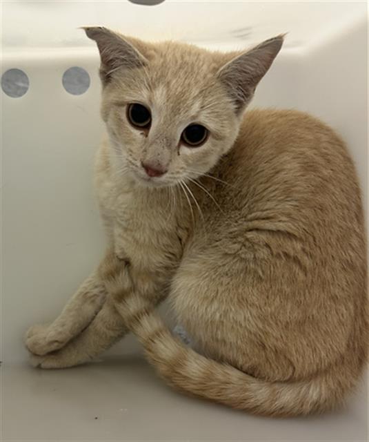  - Unknown - Domestic SH