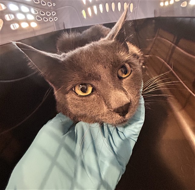  - Male - Domestic SH