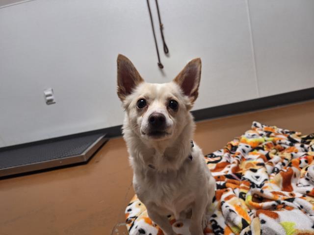 Rupert - Male - Chihuahua-Mix