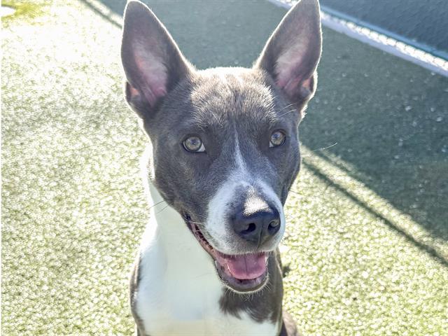 Mavis - Female - Nonspecific