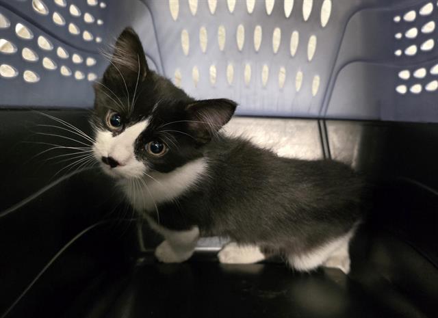  - Male - Domestic SH