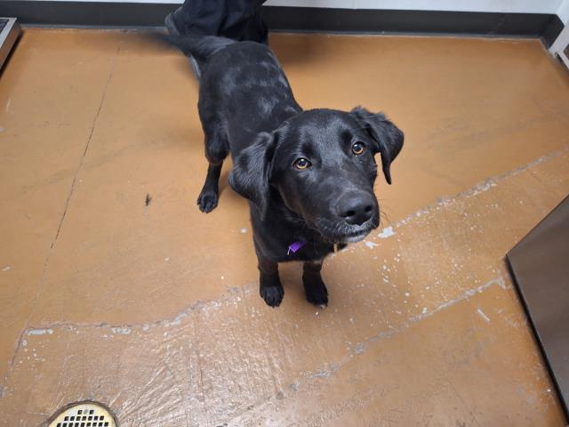 Palley - Male - Labrador Retriever