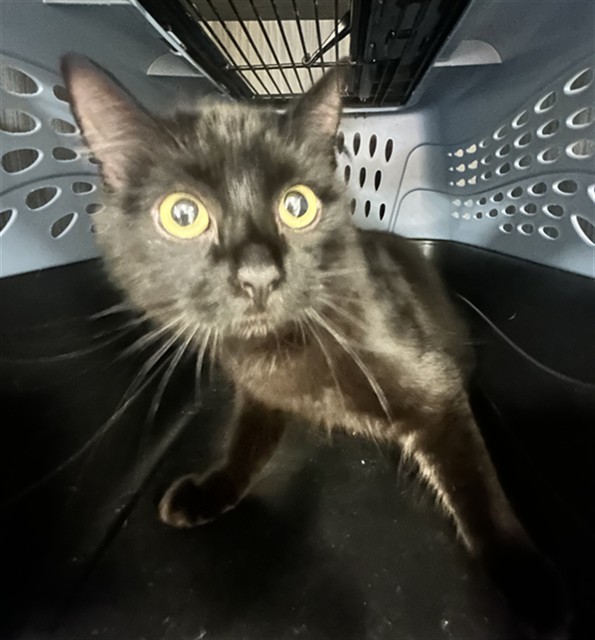  - Unknown - Domestic MH