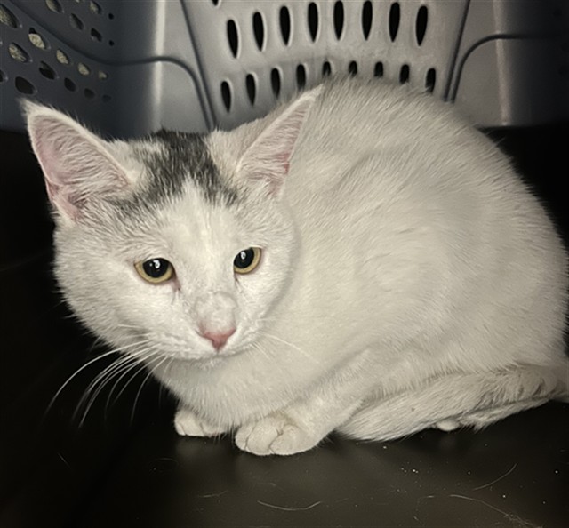  - Female - Domestic SH