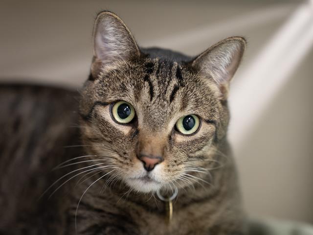 Marley - Male - Domestic SH