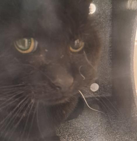 Hendrix - Unknown - Domestic SH