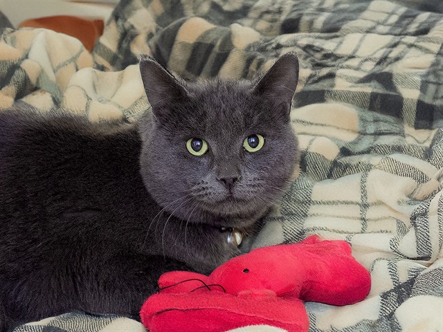 Gerard - Male - Domestic SH