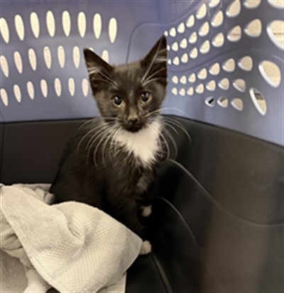 Triangle - Male - Domestic SH