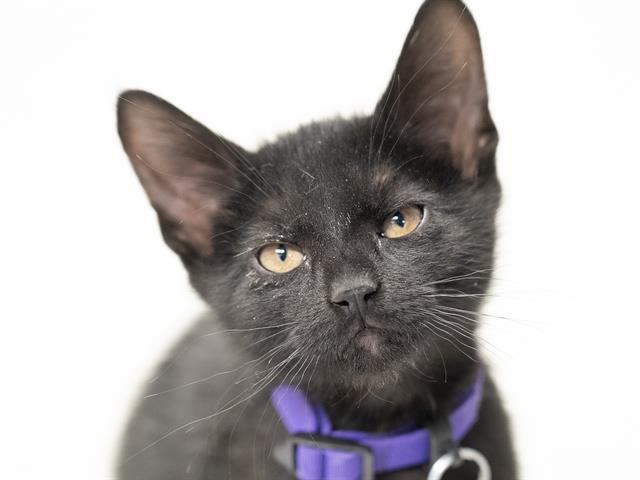 Santa Barbara - Male - Domestic SH