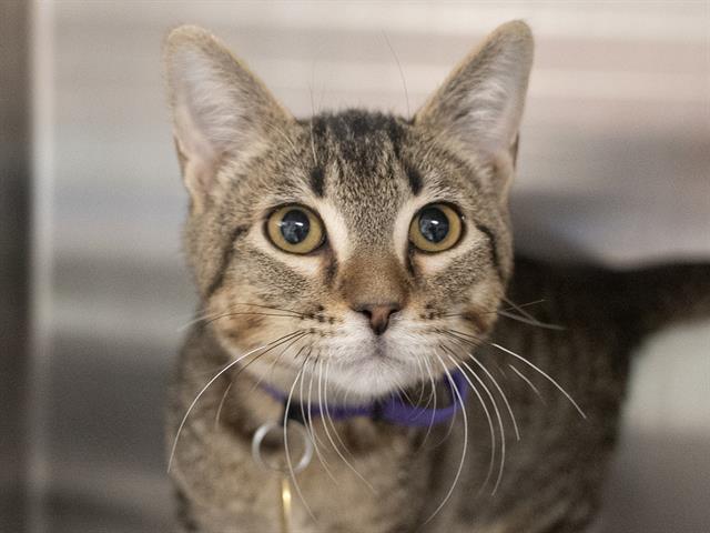 Kc - Male - Domestic SH