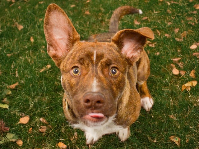 Dember - Male - Nonspecific