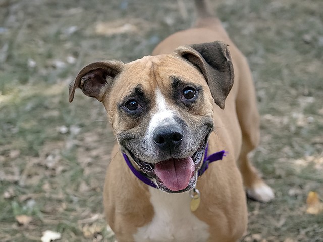 Bizzy - Male - Boxer-Mix