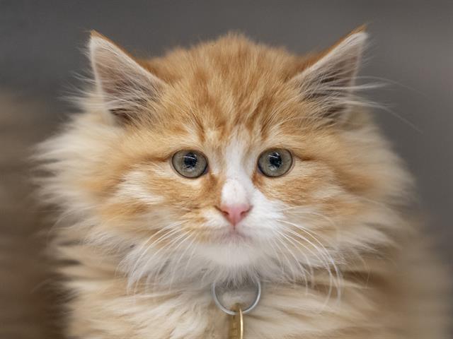 Ed Sheeran - Male - Domestic LH