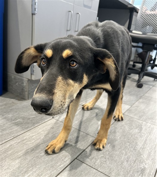  - Female - Doberman Pinscher-Mix