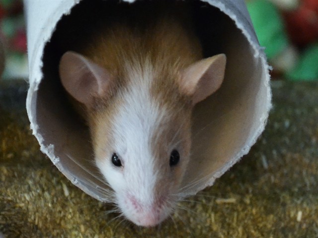 Gizmo - Male - Mouse