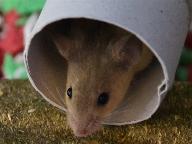 Joey - Male - Mouse