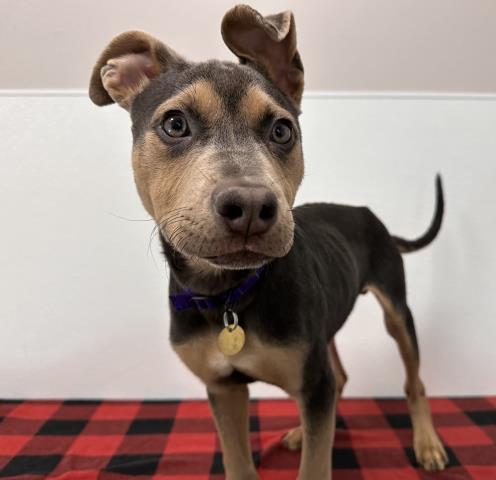  - Male - Nonspecific