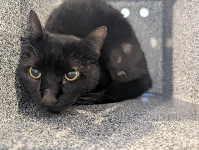  - Male - Domestic SH