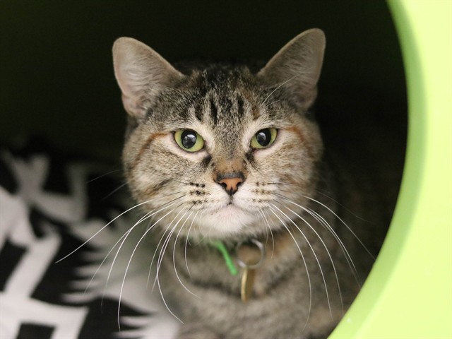  - Female - Domestic SH