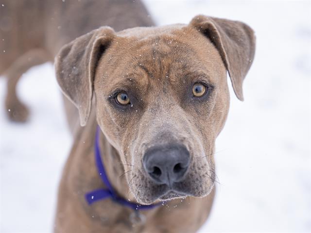  - Male - Pit Bull-Mix