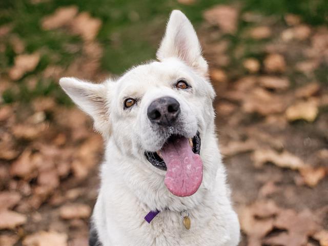 Quasi - Male - Nonspecific