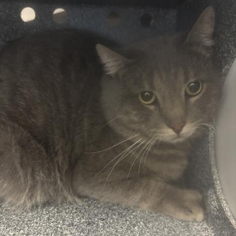  - Unknown - Domestic SH