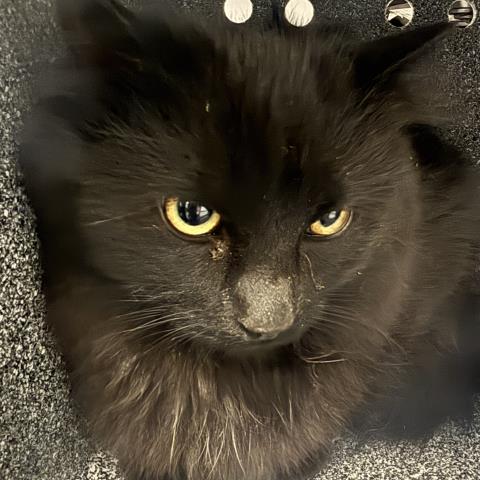  - Unknown - Domestic SH