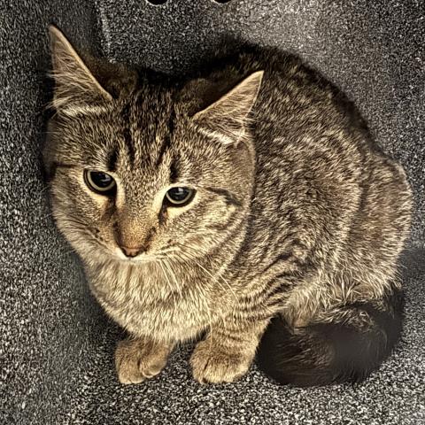  - Unknown - Domestic SH