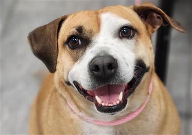 Buttermilk Biscuit - Female - Beagle-Mix