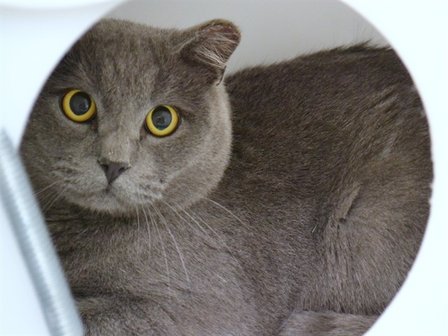  - Unknown - Domestic SH