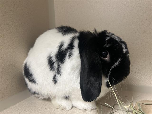  - Female - Holland Lop