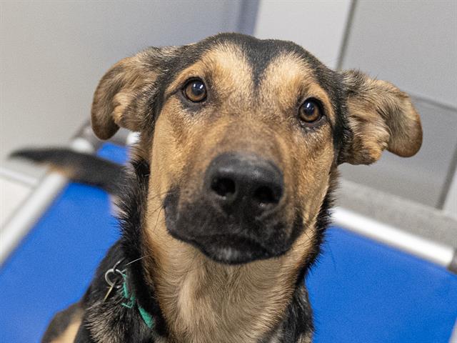  - Female - German Shepherd-Mix