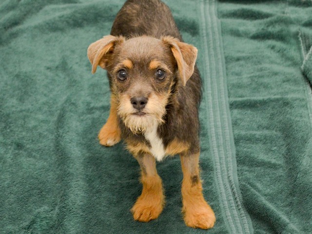  - Female - Terrier