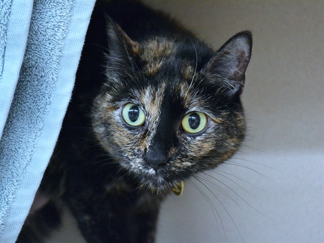 Levi - Female - Domestic SH