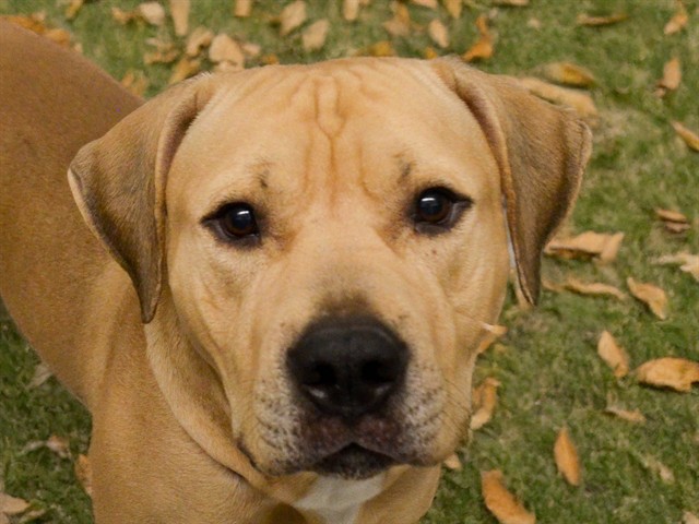  - Male - Pit Bull-Mix