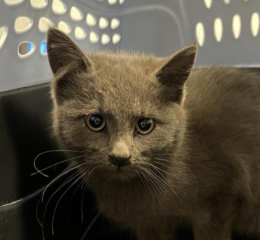  - Male - Domestic SH