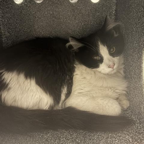  - Unknown - Domestic SH