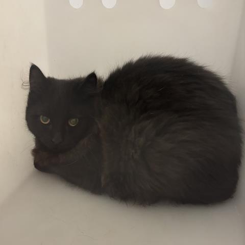  - Unknown - Domestic SH