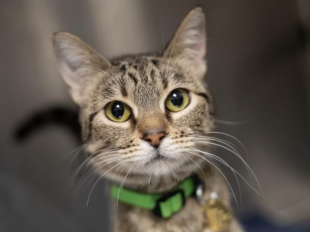  - Female - Domestic SH