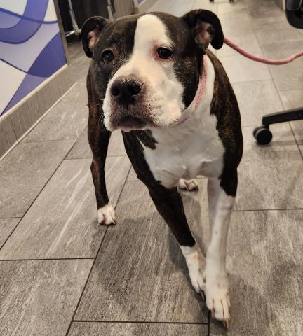  - Female - Pit Bull-Mix